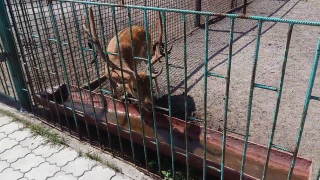 Олень с облезающими рогами. Что это? смотреть онлайн