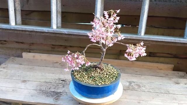 Prunus incisa Paean update from The Bonsai Dude смотреть онлайн
