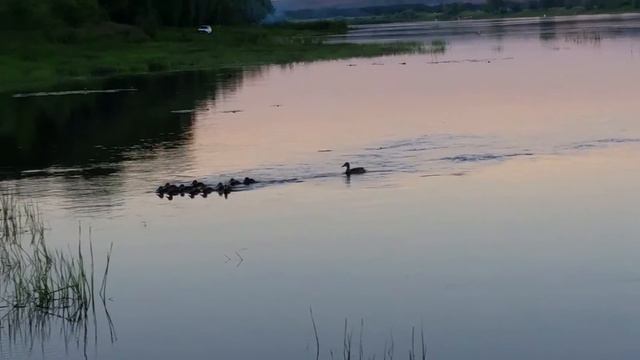Утки на р.Белая во время рыбалки.Лето 2015 г. смотреть онлайн