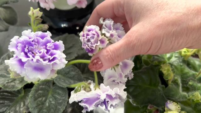 Фиалки к 8 марта. Итоги марафона смотреть онлайн