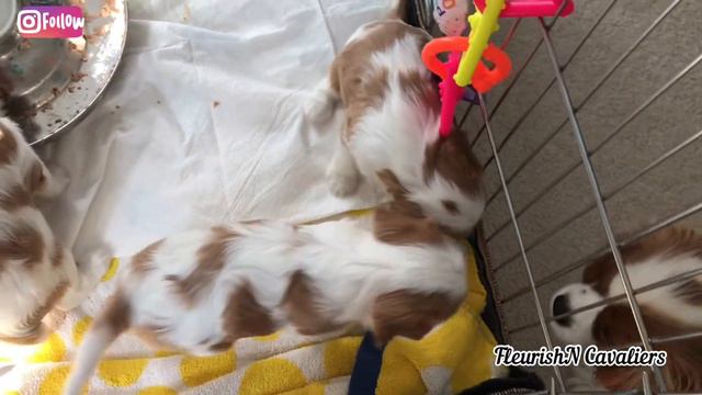 Cavalier King Charles Spaniel FleurishN puppies Lunch Time смотреть онлайн