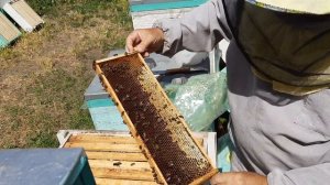 ПОСТАНОВКА КОРПУСОВ – МАГАЗИНОВ ПРИ МНОГОКОРПУСНОМ СОДЕРЖАНИИ ПЧЁЛ 🎬 💗)))