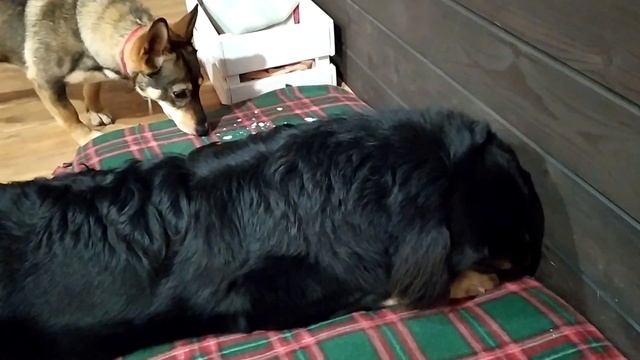 Хотошо | Бурят-монгольский волкодав - Хотошо чистит яйца смотреть онлайн