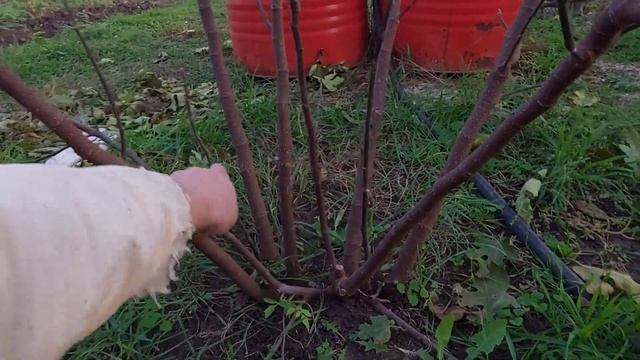 Вкусные покупки. Зарубили гуся. смотреть онлайн