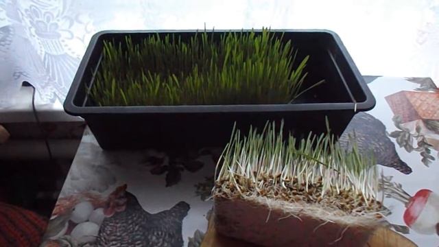 Гидропоника для кур .Голошейные куры несушки.Витамины для кур зимой.Проращивание пшеницы на зелень смотреть онлайн