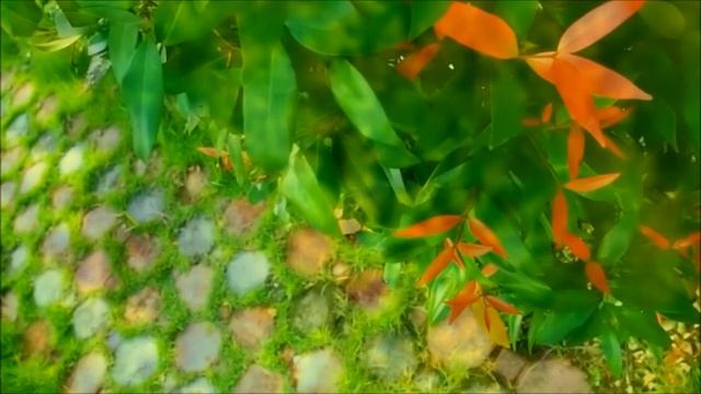 OLYMPUS XZ-1 Sample Video смотреть онлайн