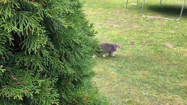 Реакция Кошки на ТОННЕЛЬ Лучшие Игрушки для Кошек с Алиэкспресс Видео для детей смотреть онлайн