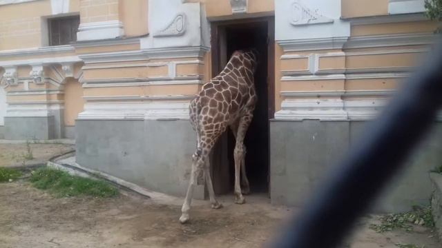 Жираф заходит в свой особняк на Красной Пресне в Москве смотреть онлайн