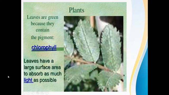 PHOTOSYNTHESIS GRADE 5 SCIENCE LESSON смотреть онлайн
