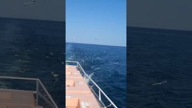 Чайки в море!#shorts смотреть онлайн