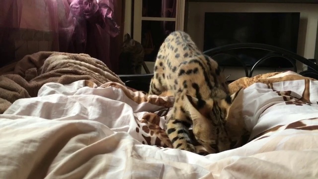 Прыжок Сервала смотреть онлайн