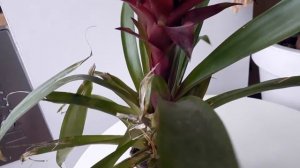 Гузмания уход, полив, размножение! Сколько длится цветение! гузмания особенности ухода