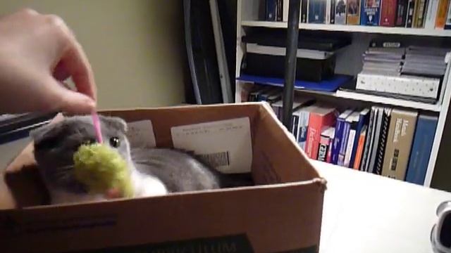 Scottish Fold Munchkin смотреть онлайн