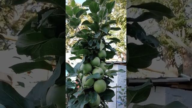 Колоновидная яблоня. Формирование колоновидной яблони. Обрезка колоновидной яблони. Подкормка яблон смотреть онлайн