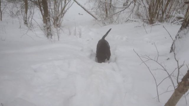 Апорт у Кане Корсо))) с первого раза не получилось смотреть онлайн