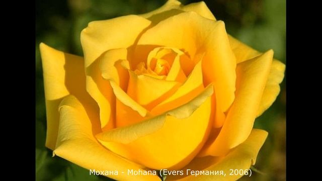 Обзор розы Мохана (Чайно гибридная) Mohana (Evers Германия, 2006) смотреть онлайн
