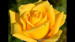 Обзор розы  Мохана (Чайно гибридная) Mohana (Evers Германия, 2006)