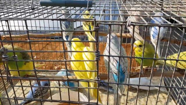 21.07.19. Птичий рынок г Пятигорск ч1. Bird market of Pyatigorsk, part 1. смотреть онлайн