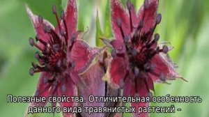 Трава сабельник: описание, свойства и применение