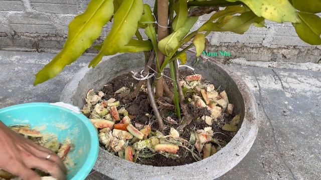 Use leftover food as fertilizer for flower plants | Oxypetalum смотреть онлайн