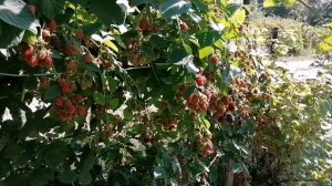 Ежевика супер ягодка! Обзор урожая. 40кг. с одного куста.