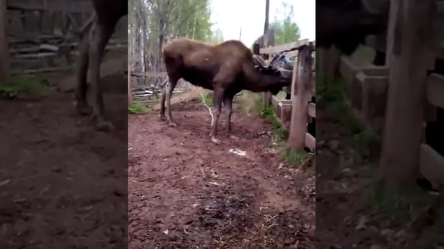 Лось ест смотреть онлайн
