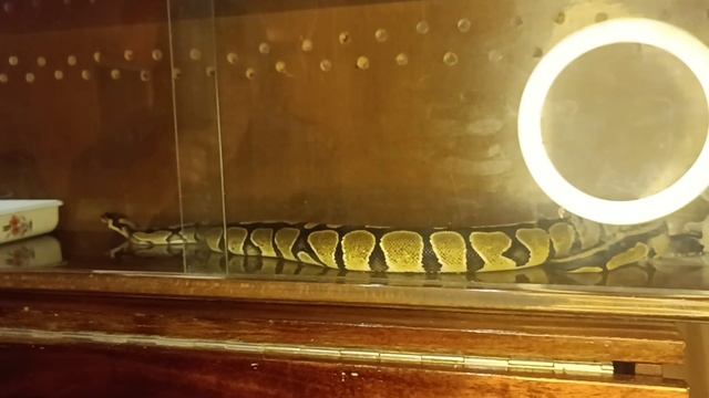 королевский питон Гоша смотреть онлайн