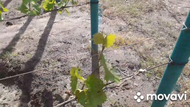 У винограда исчезла точка роста, что делать? И, неужели мильдью? смотреть онлайн