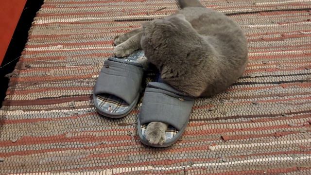 КОТ БАКС/МЫШИ В ТАПКАХ, МЫШЬ ИЛИ ТАПКИ\BRITISH CAT. смотреть онлайн