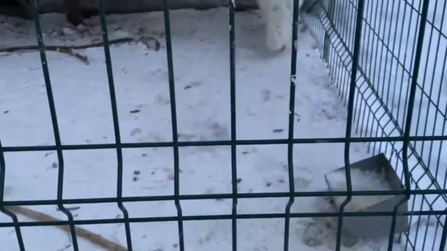 VLOG. Контактный зоопарк🐰🐫 смотреть онлайн