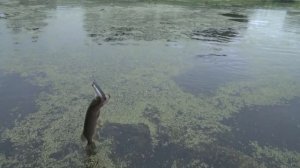 Ловля твичингом.Окунь крупнее щуки