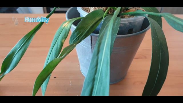 Plant Spotlight - Anthurium vittarifolium (care guide) смотреть онлайн