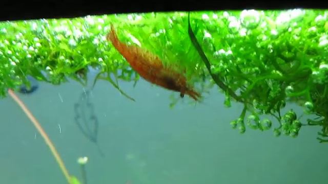 Криветка и икра смотреть онлайн