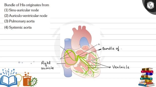 Bundle of His originates from
(1) Sinu-auricular node
(2) Auriculo-ventricular node
(3) Pulmonary.. смотреть онлайн