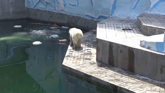 Белые медведи в Новосибирском зоопарке. ГЕРДА и РОСТИК смотреть онлайн