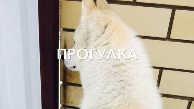 Приветсвие канала "Сибирские Лайки" смотреть онлайн