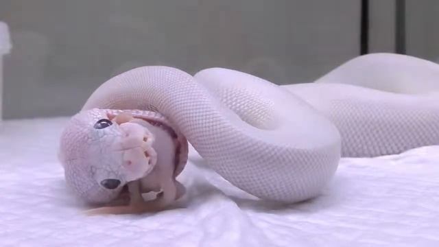Мы дадим крыс змеям, которых держим! смотреть онлайн