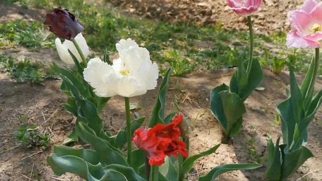 Lalele - tulips смотреть онлайн