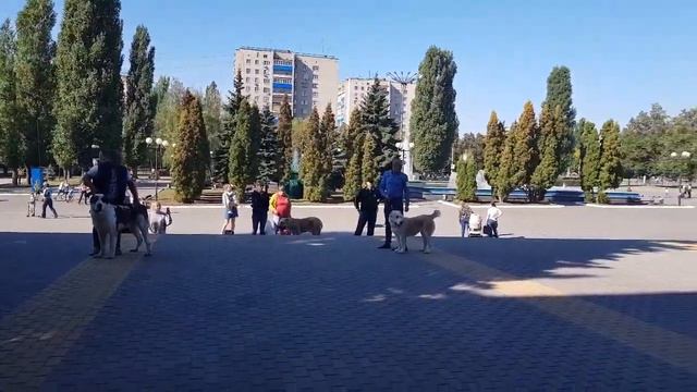 Выставке в Липецке 22.09.18 Шиваки победила!! смотреть онлайн