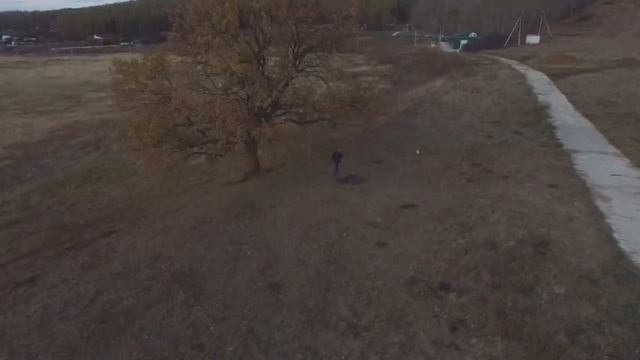 Дуб- символ семейного благополучия смотреть онлайн