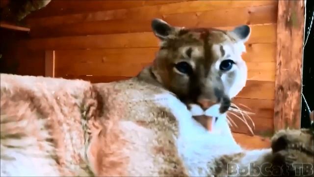 МАНЯ, МАРА И БОШАР - В ДЖУНГЛЯХ ПИТЕРСКИХ ПОЖАР. Стихи Собаки неУлыбаки. смотреть онлайн