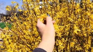 Форзиция, уход, обрезка