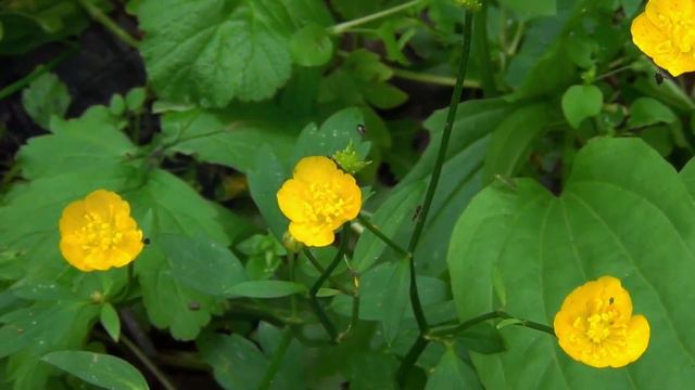 Лютик... смотреть онлайн