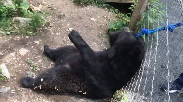 Tasha and Tug-of-War -June 18, 2018 смотреть онлайн