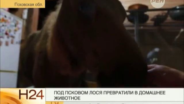 Под Псковом лося превратили в домашнее животное смотреть онлайн