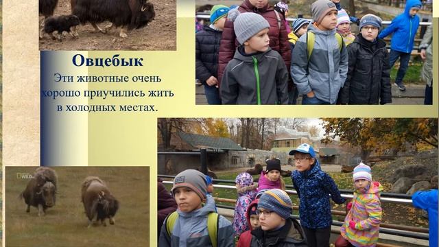По страницам Красной книги смотреть онлайн