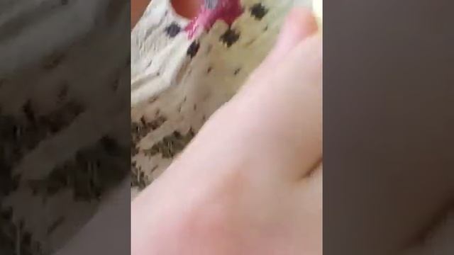 Плетение браслета рыбий хвост. смотреть онлайн