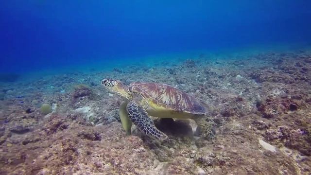 Учим Животных Корова Свинья Лев Собака Динозавр Тигр Медведь Дельфин Развивающие Мультики смотреть онлайн