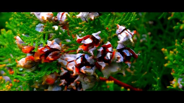 Nikon D3100 | 18-55 смотреть онлайн