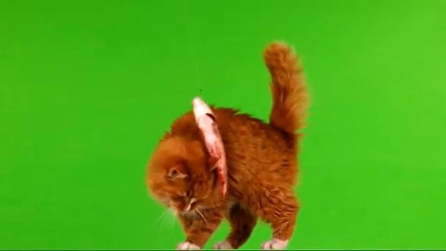 #кошки на зелёном экране #футажи #cats on green screen #footage смотреть онлайн